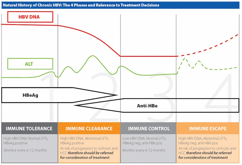 HBV Decision Making